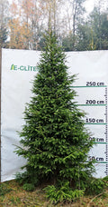 Egle 10D15, garums 3.00m