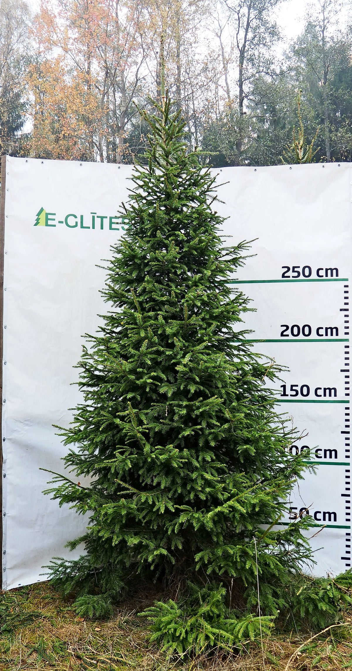 Egle 10D15, garums 3.00m