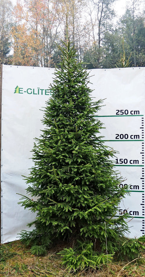 Egle 10D15, garums 3.00m