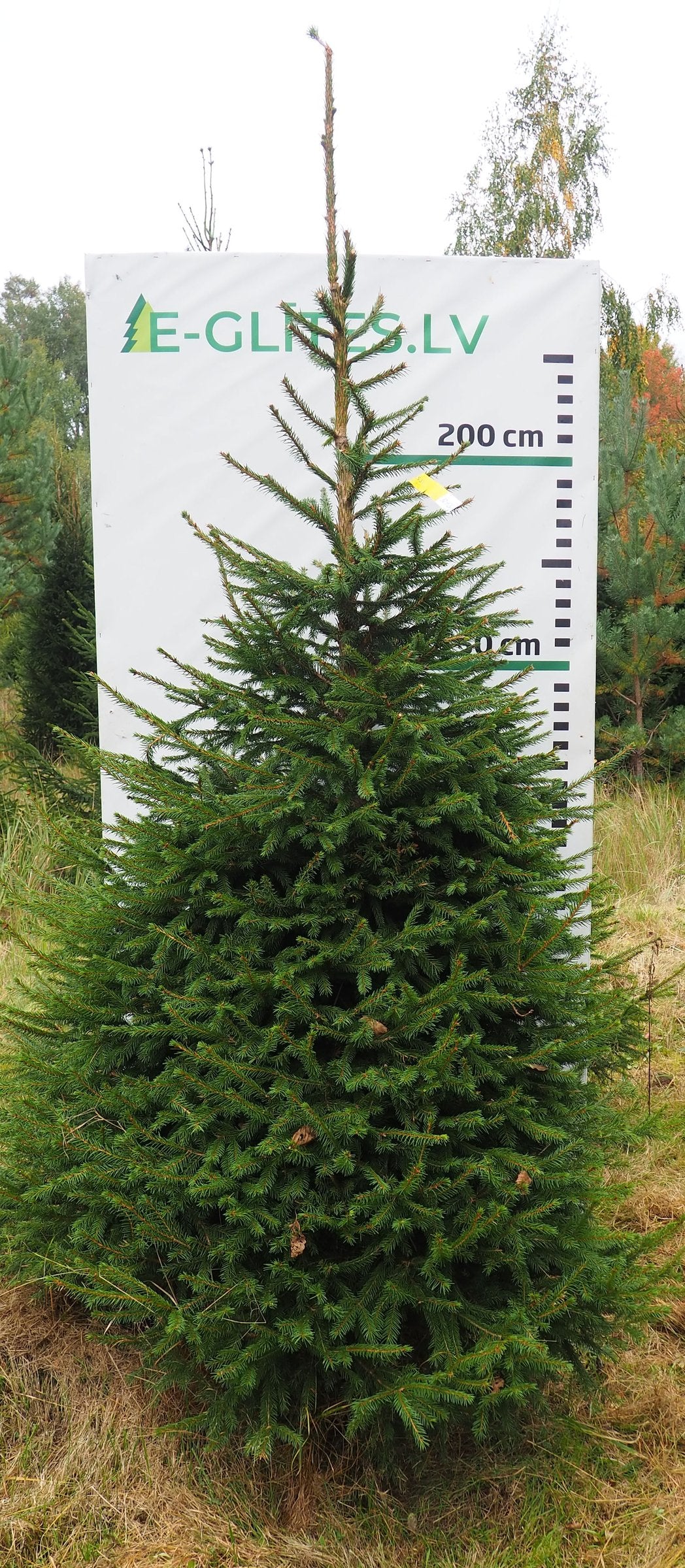 Egle 10H20, garums 2.75m
