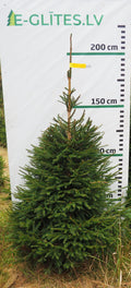 Egle 10H22, garums 2.00m