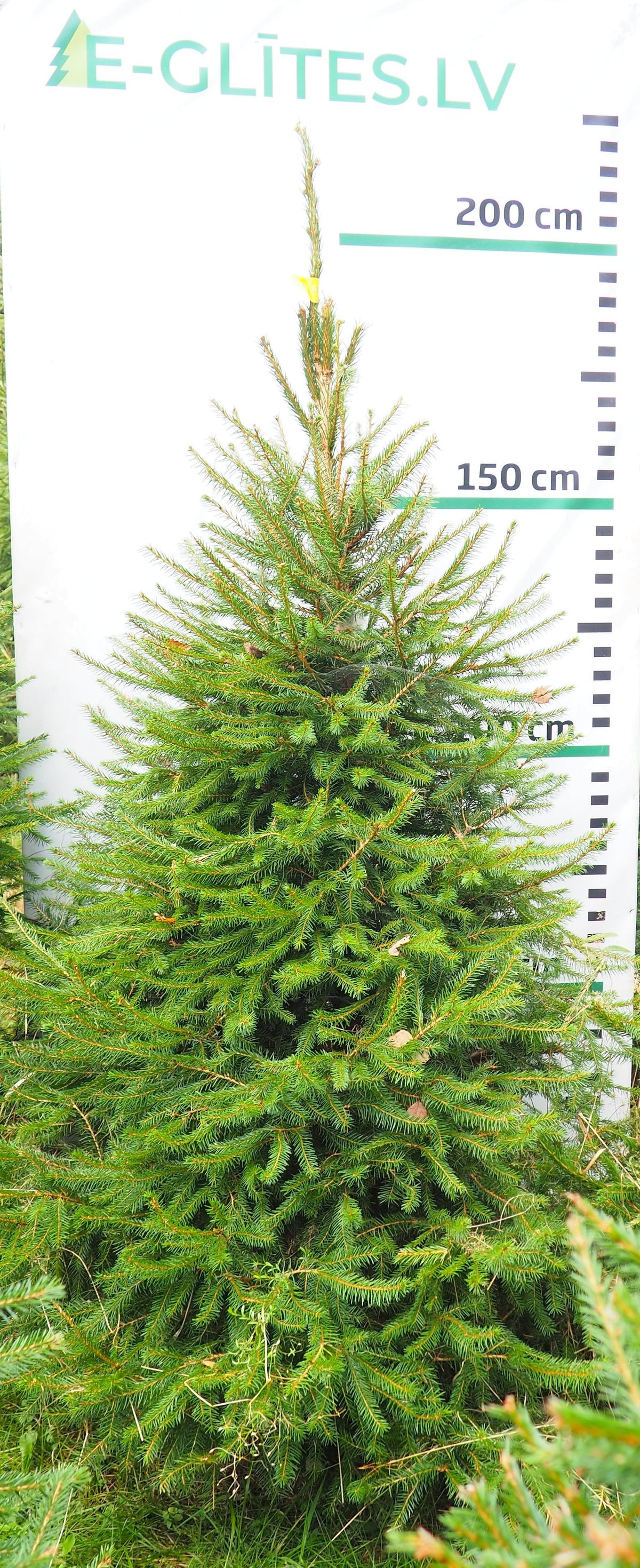 Egle 10HB45