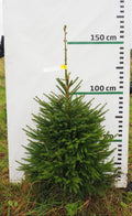 Egle 10J25, garums 1.50m