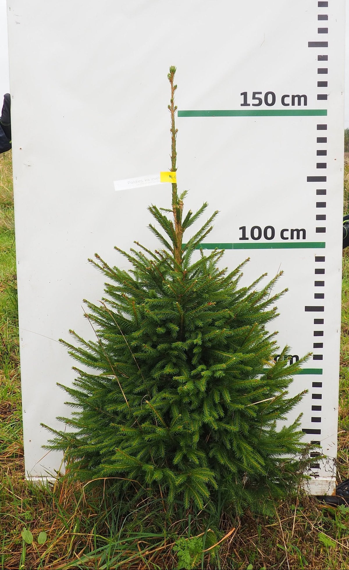Egle 10J25, garums 1.50m