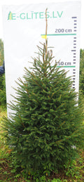Egle 10K73, garums 2.25m