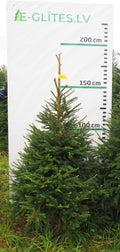 Egle 10K76, garums 1.75m