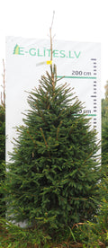 Egle 10K77, garums 2.50m