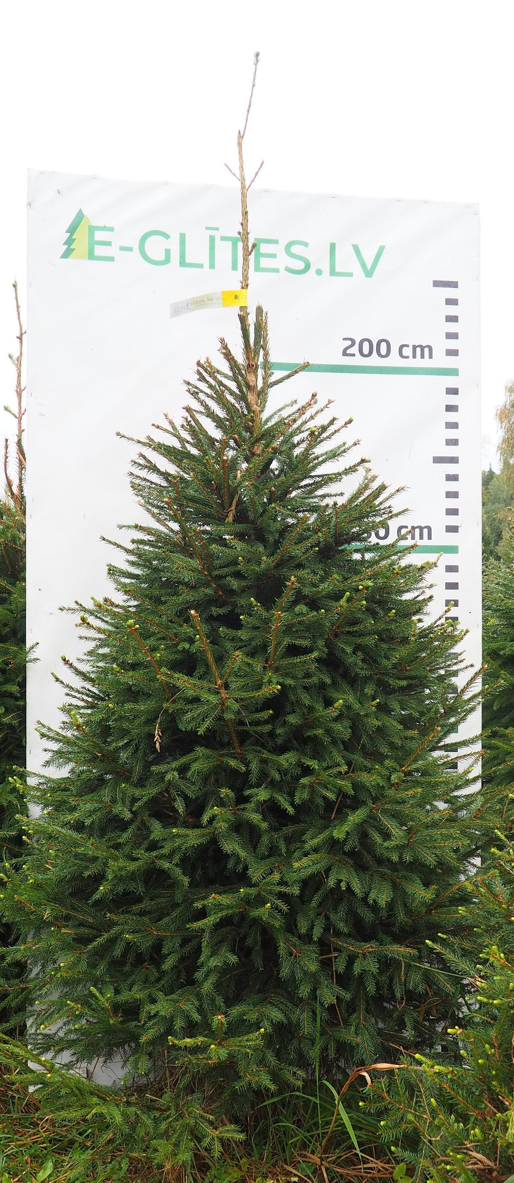 Egle 10K77, garums 2.50m