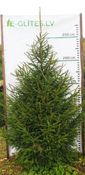 Egle 10L35, garums 2.75m