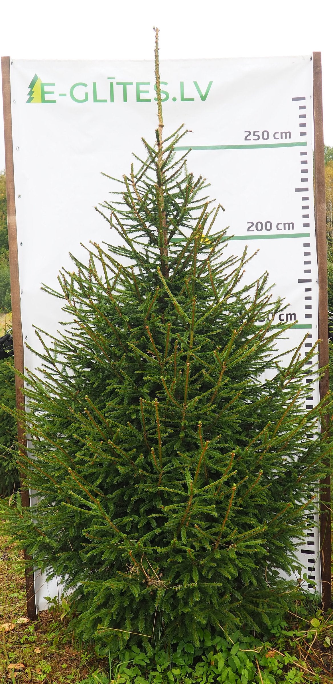 Egle 10L35, garums 2.75m