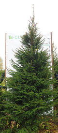 Egle 10L36, garums 3.50m