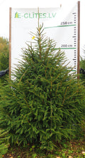 Egle 10L39, garums 2.50m