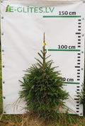 Egle 10T31, garums 1.00m