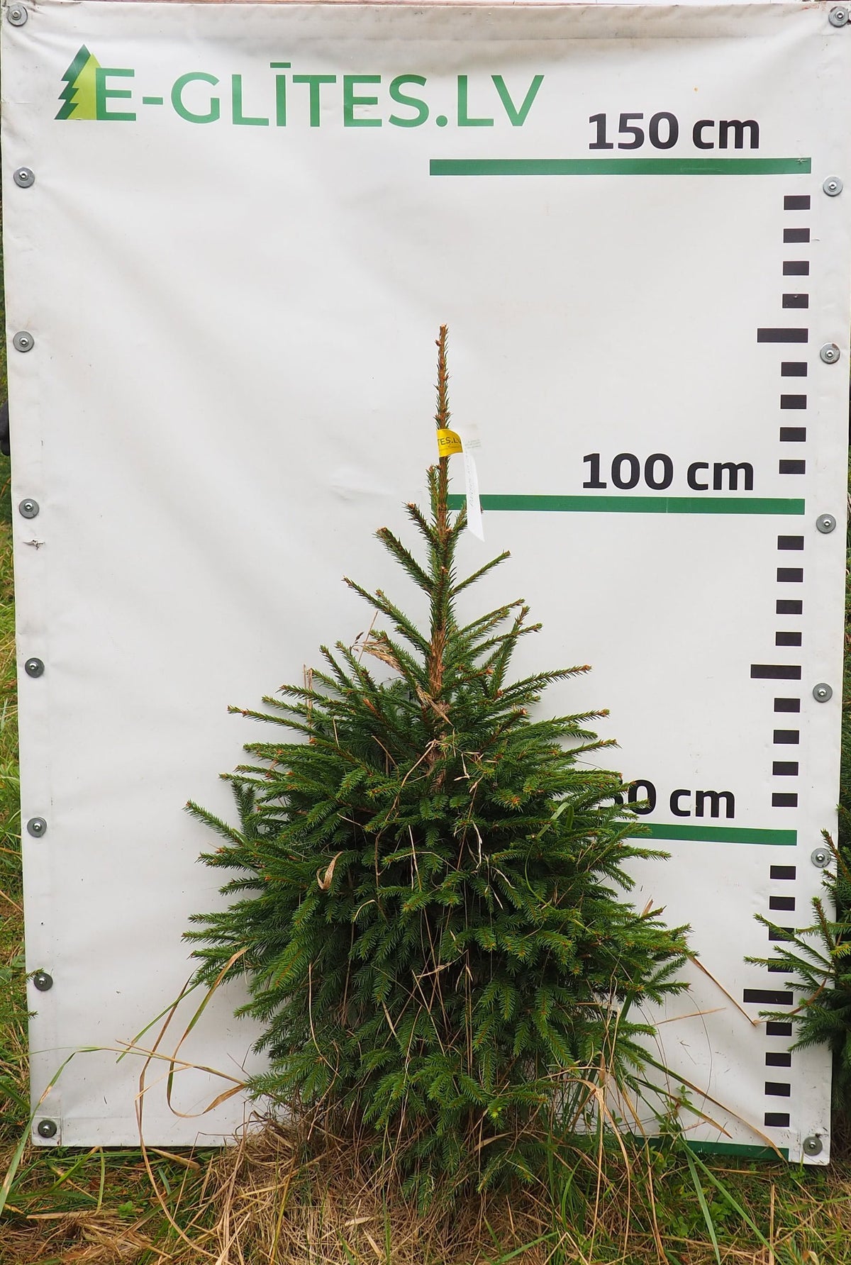 Egle 10T31, garums 1.00m