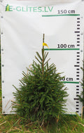 Egle 10T32, garums 1.00m