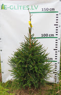Egle 10T33, garums 1.25m