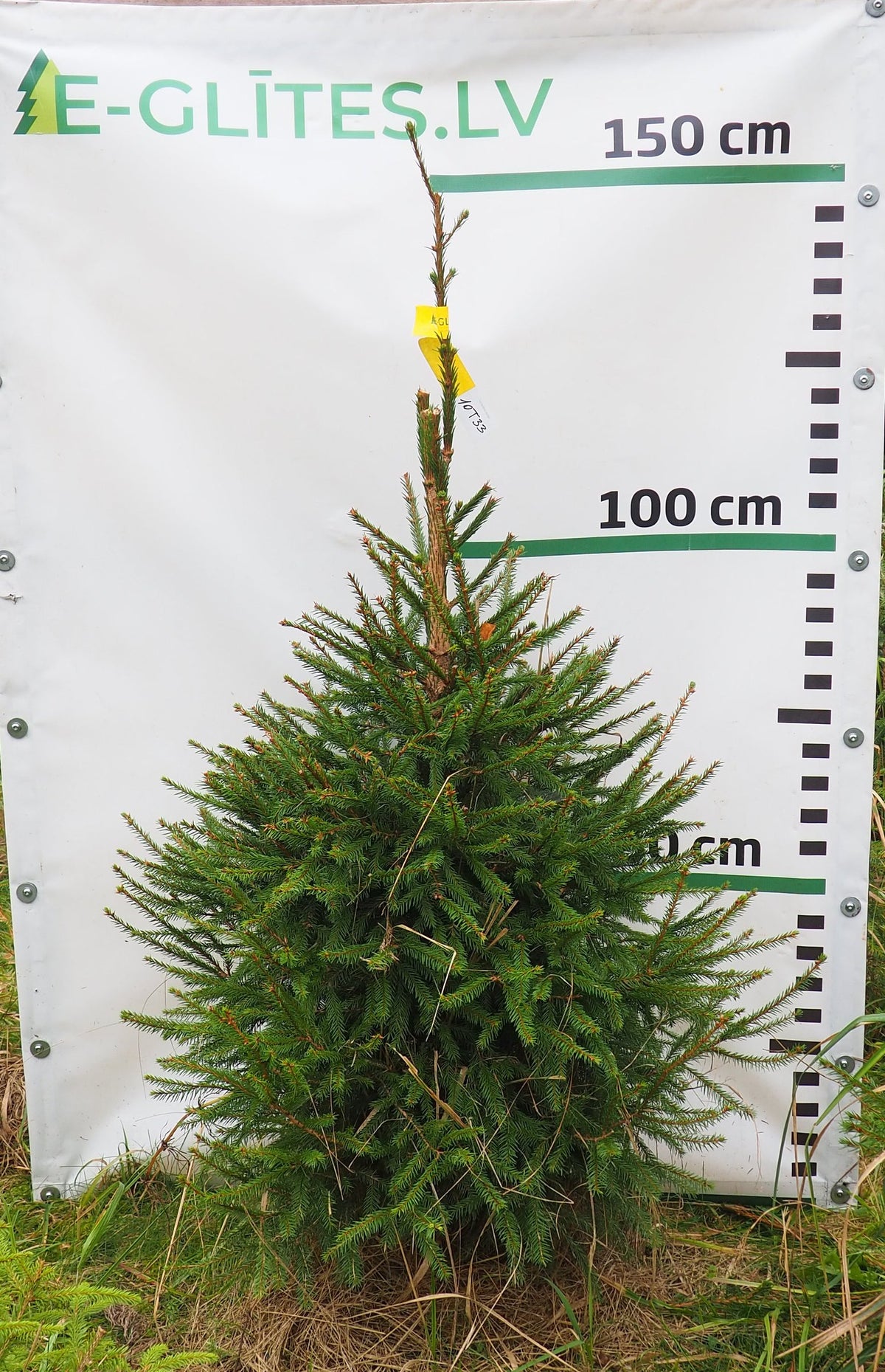 Egle 10T33, garums 1.25m