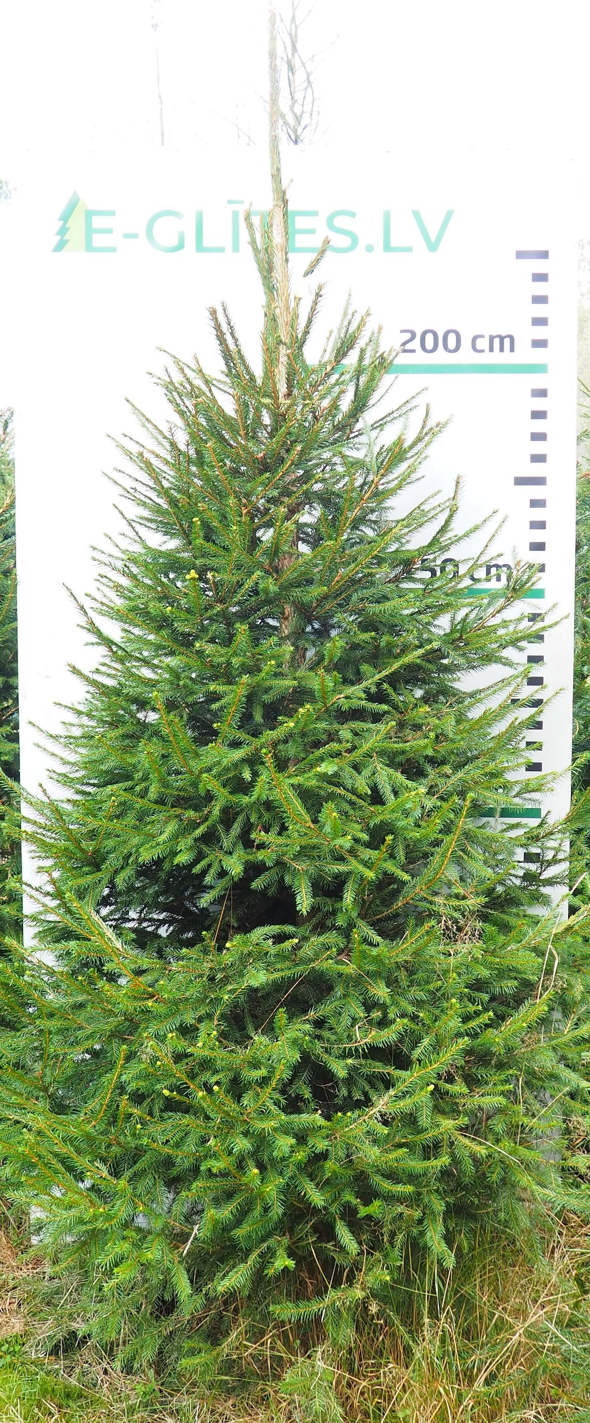Egle 11HB50