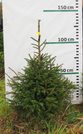 Egle 11J28, garums 1.25m