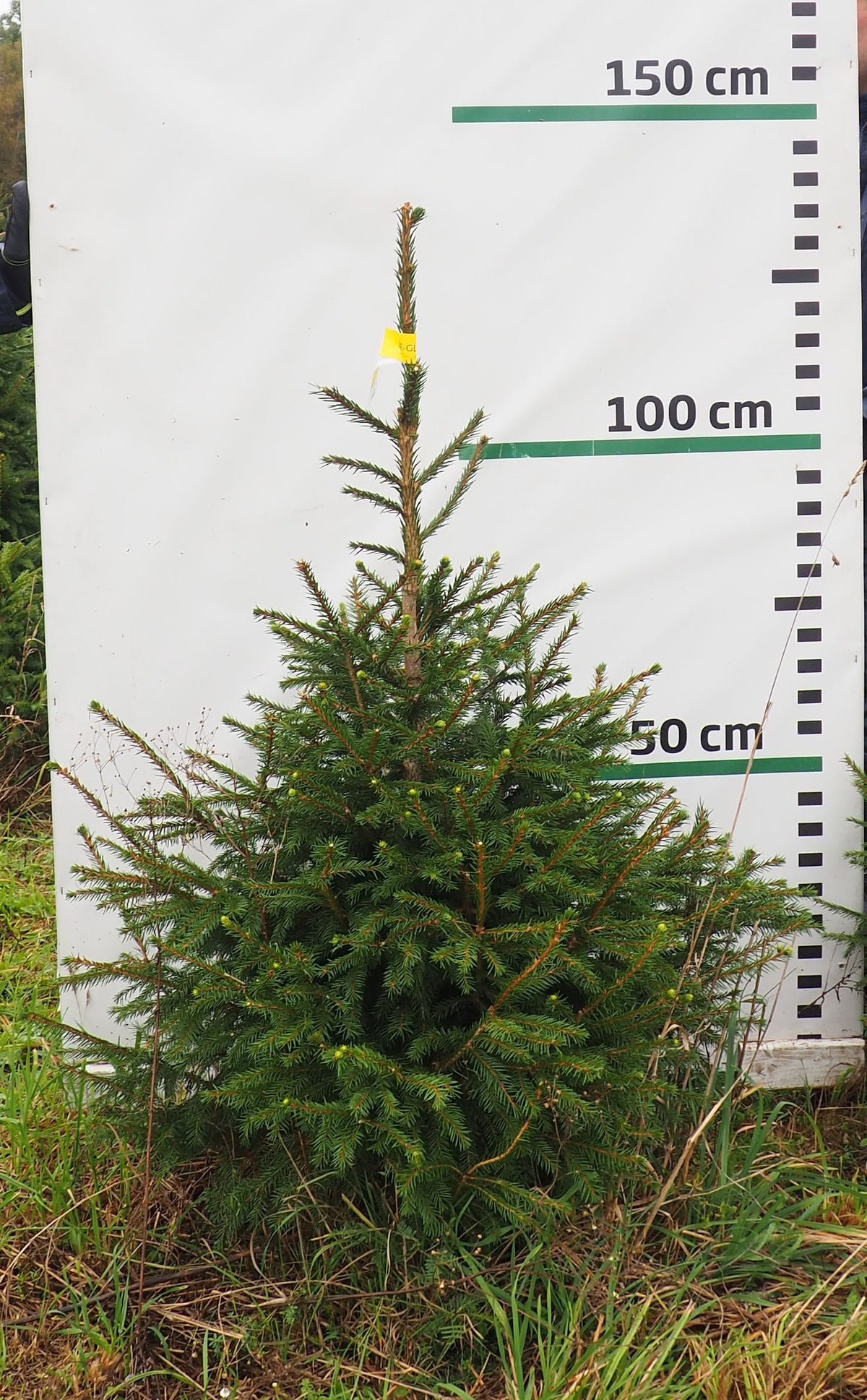 Egle 11J28, garums 1.25m