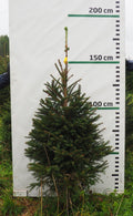 Egle 11K82, garums 1.50m