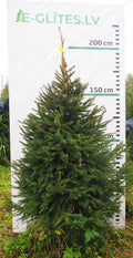 Egle 11K89, garums 2.00m