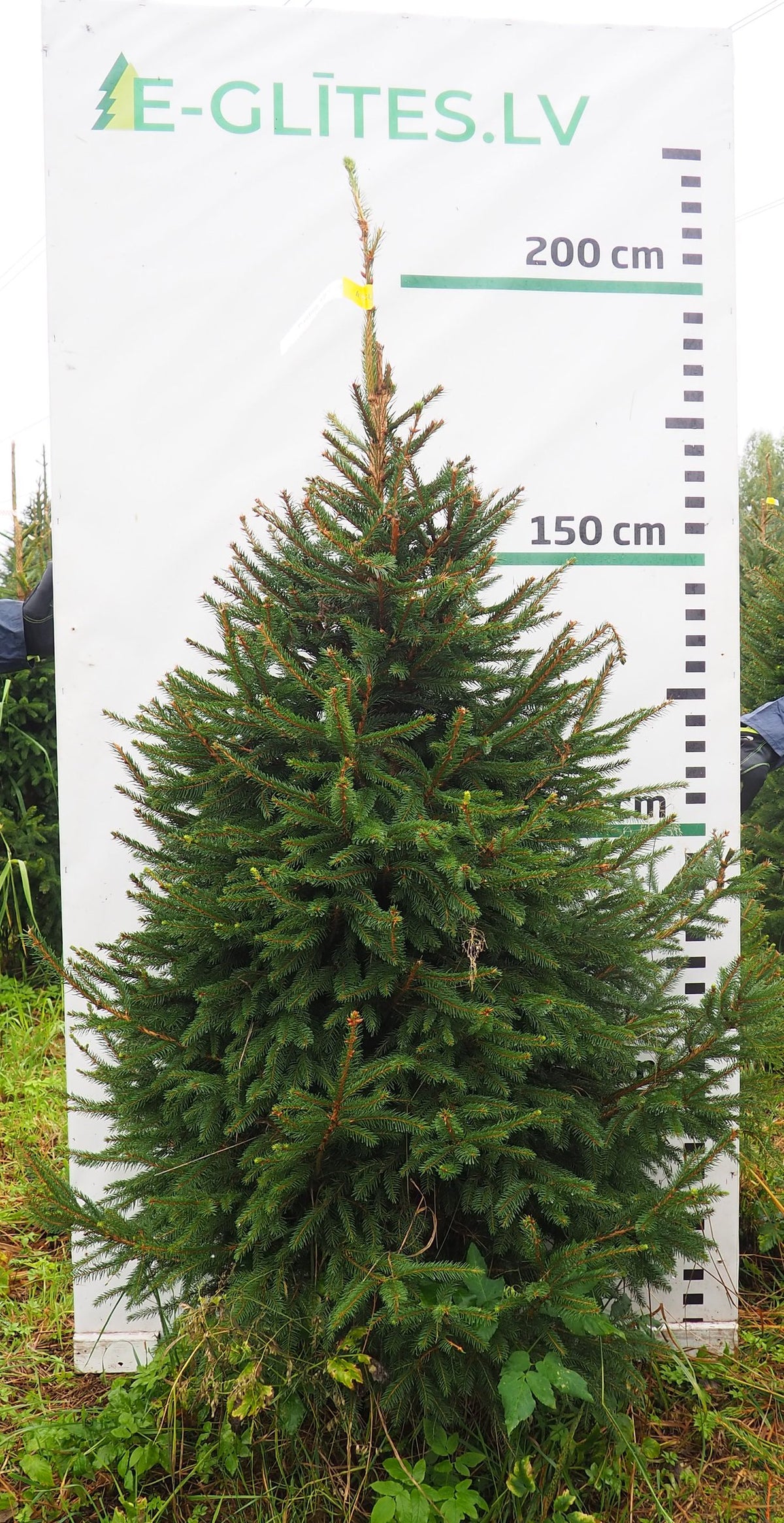 Egle 11K89, garums 2.00m