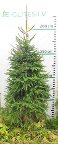 Egle 11L89