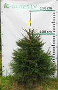 Egle 11T37, garums 1.25m