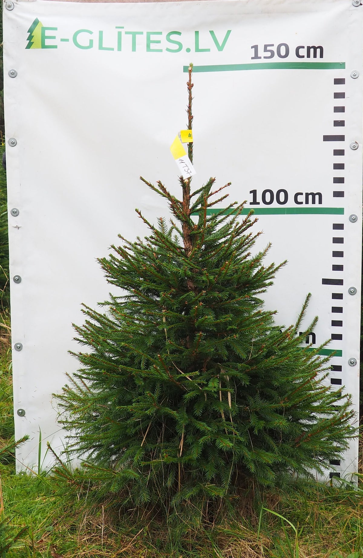 Egle 11T37, garums 1.25m