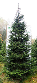 Egle 12B6, garums 3.50m