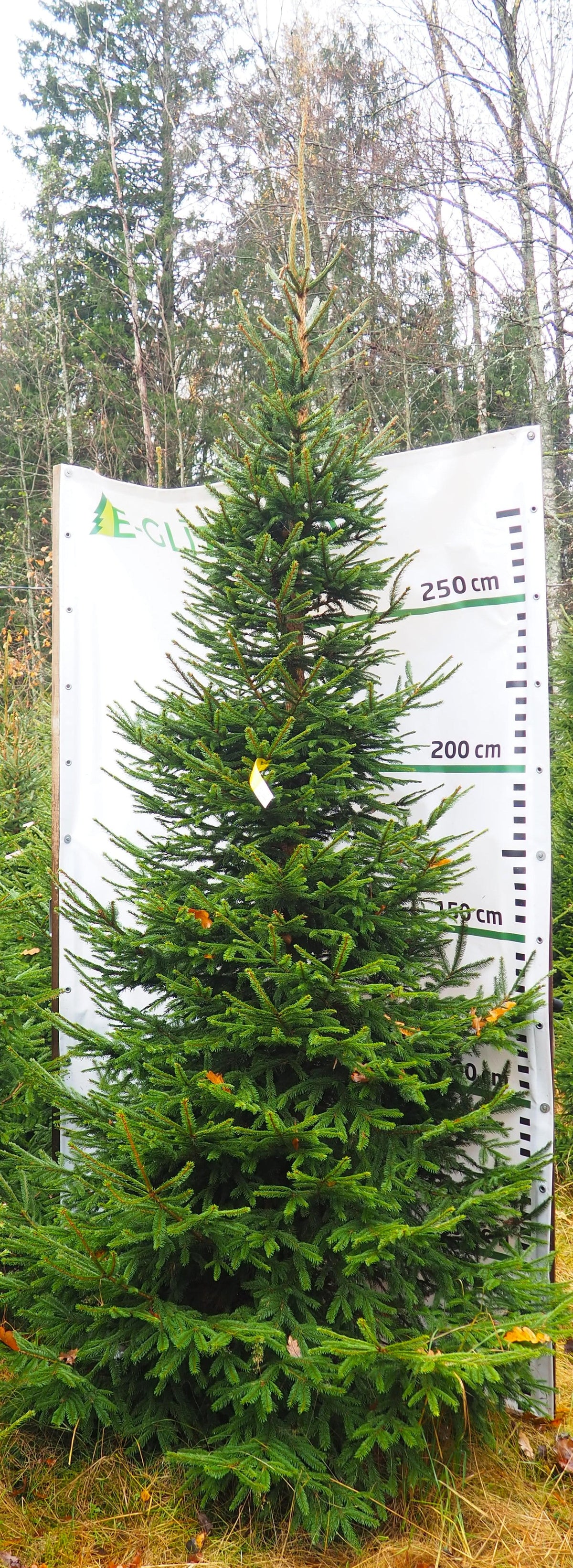 Egle 12B6