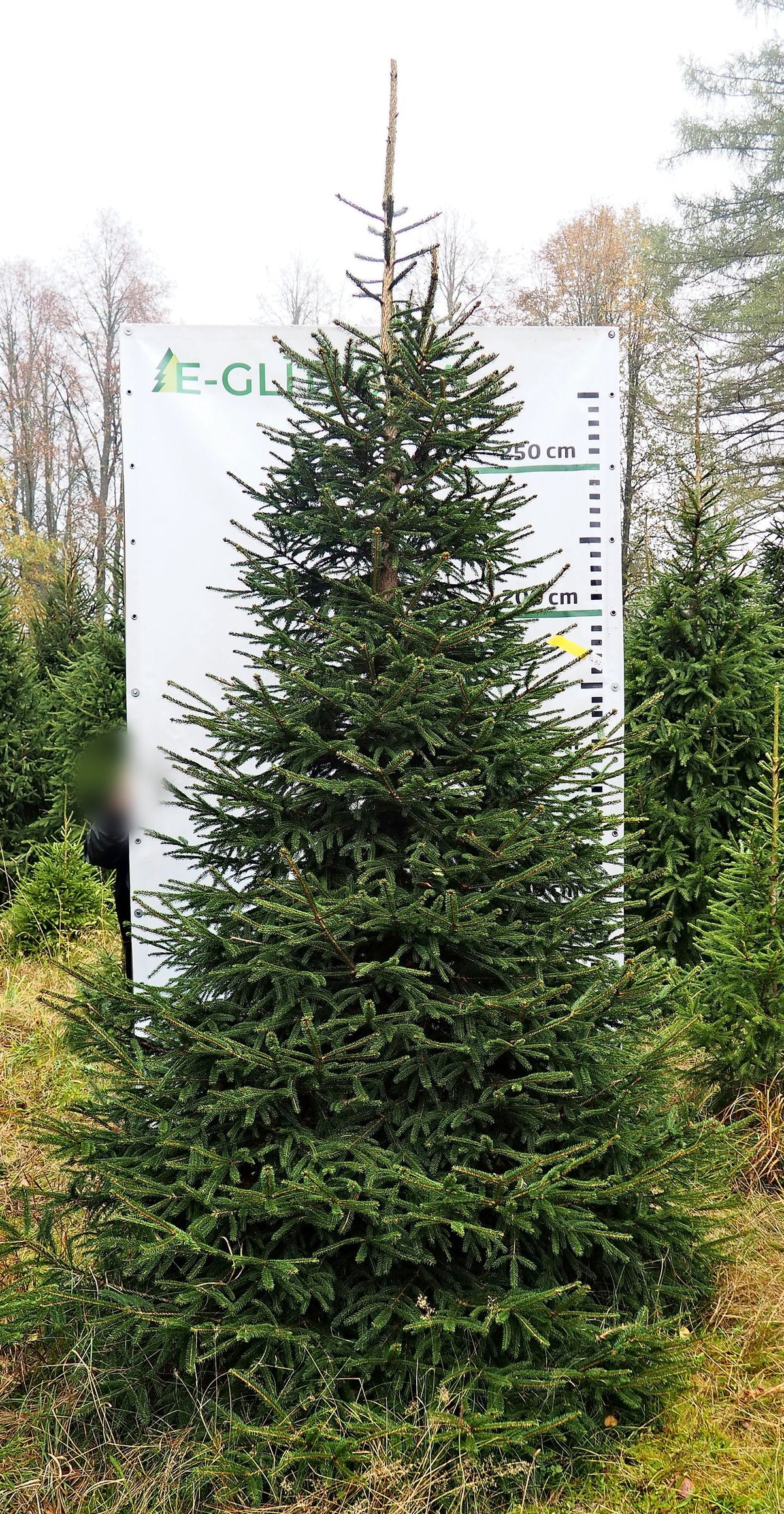Egle 12B7, garums 3.50m