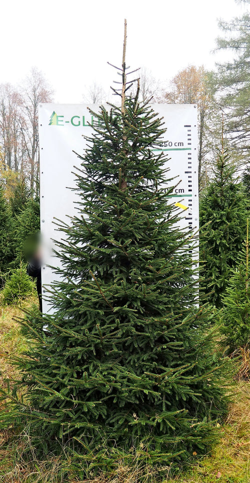 Egle 12B7, garums 3.50m