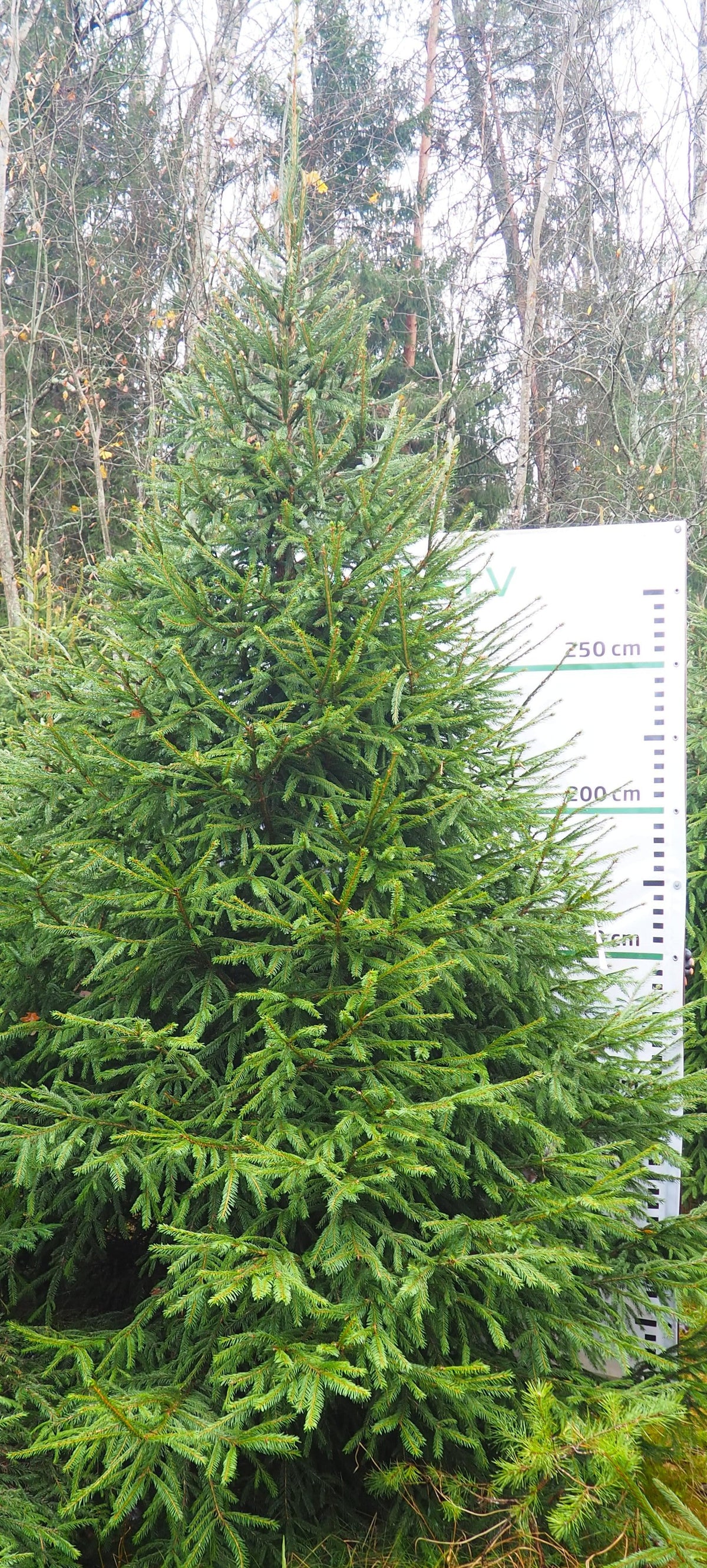 Egle 12D26