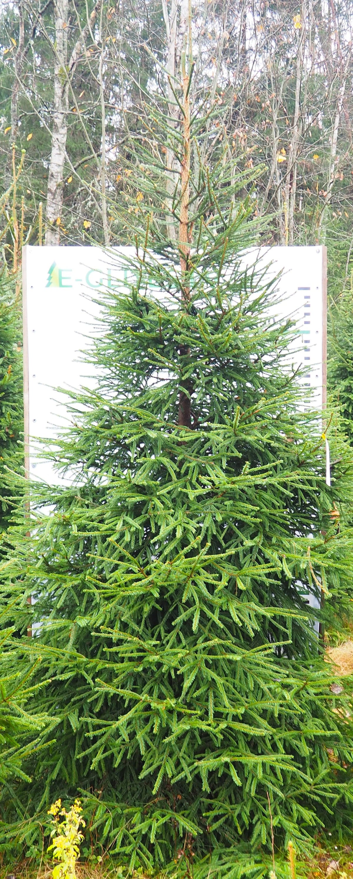 Egle 12D27