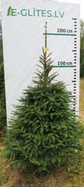 Egle 12H24, garums 2.00m