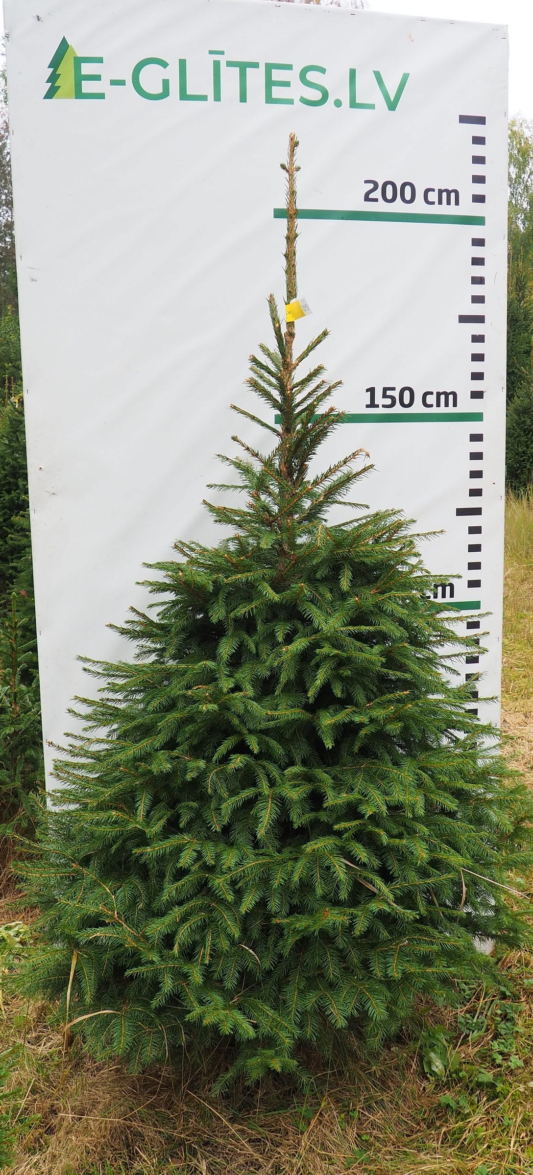 Egle 12H24, garums 2.00m