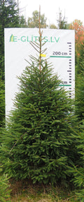 Egle 12HB27, garums 2.75m