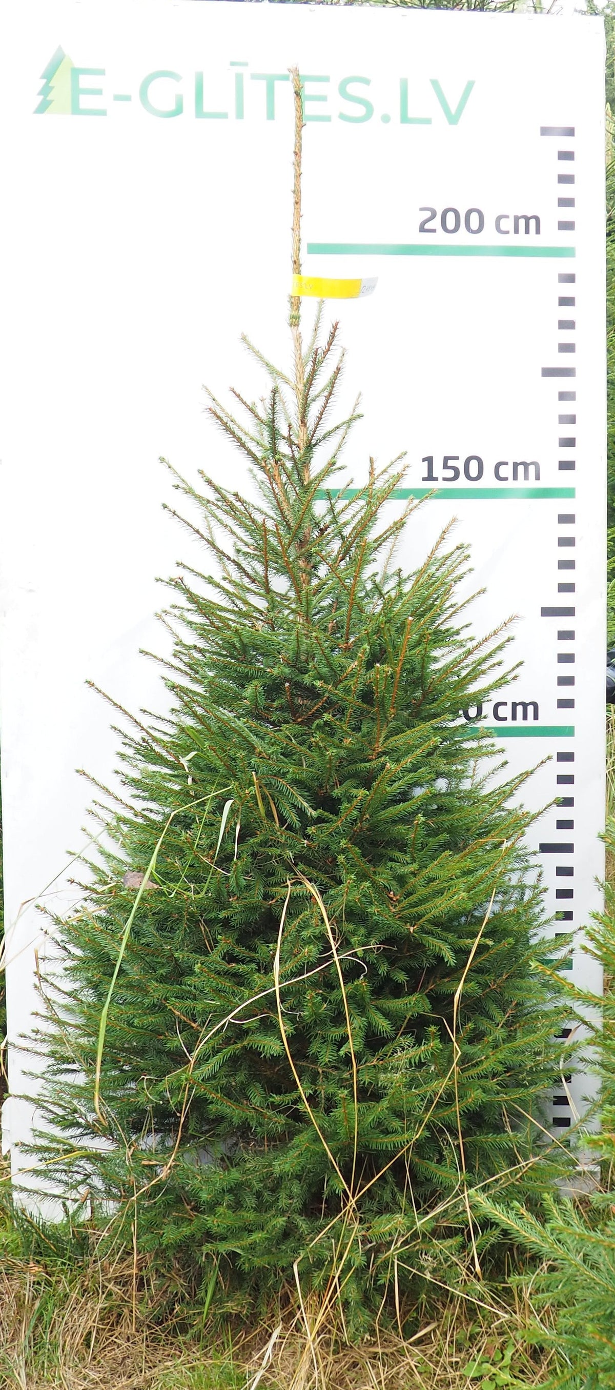 Egle 12HB49