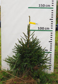 Egle 12J29, garums 1.00m