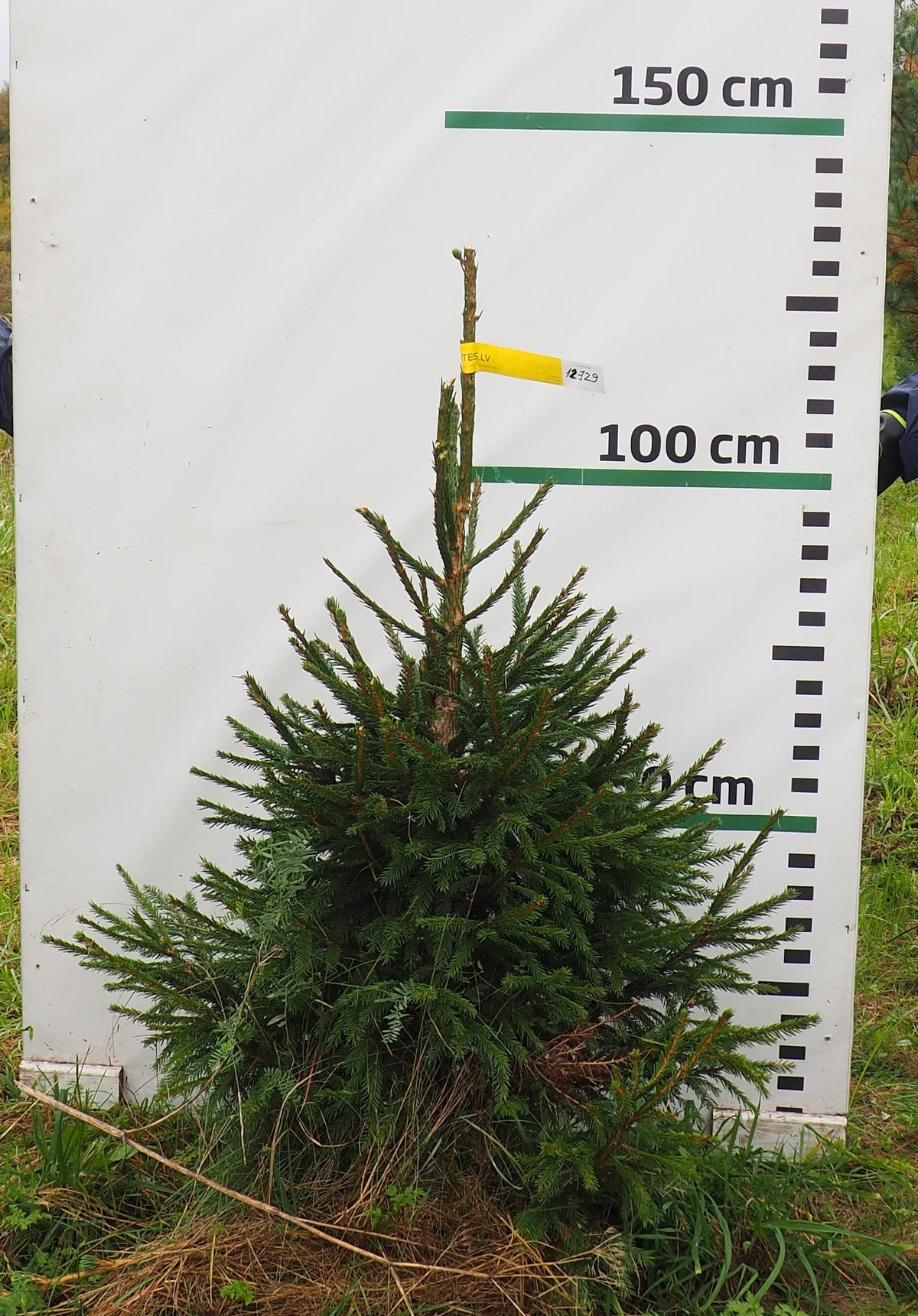 Egle 12J29, garums 1.00m