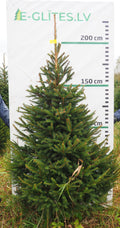 Egle 12K84, garums 2.00m
