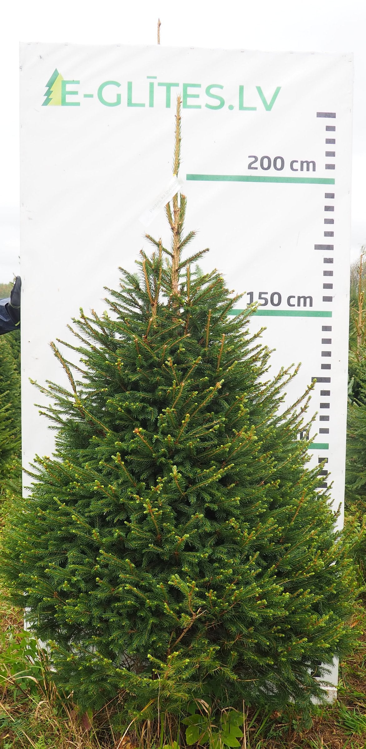 Egle 12K85, garums 2.00m