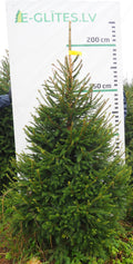 Egle 12K88, garums 2.00m
