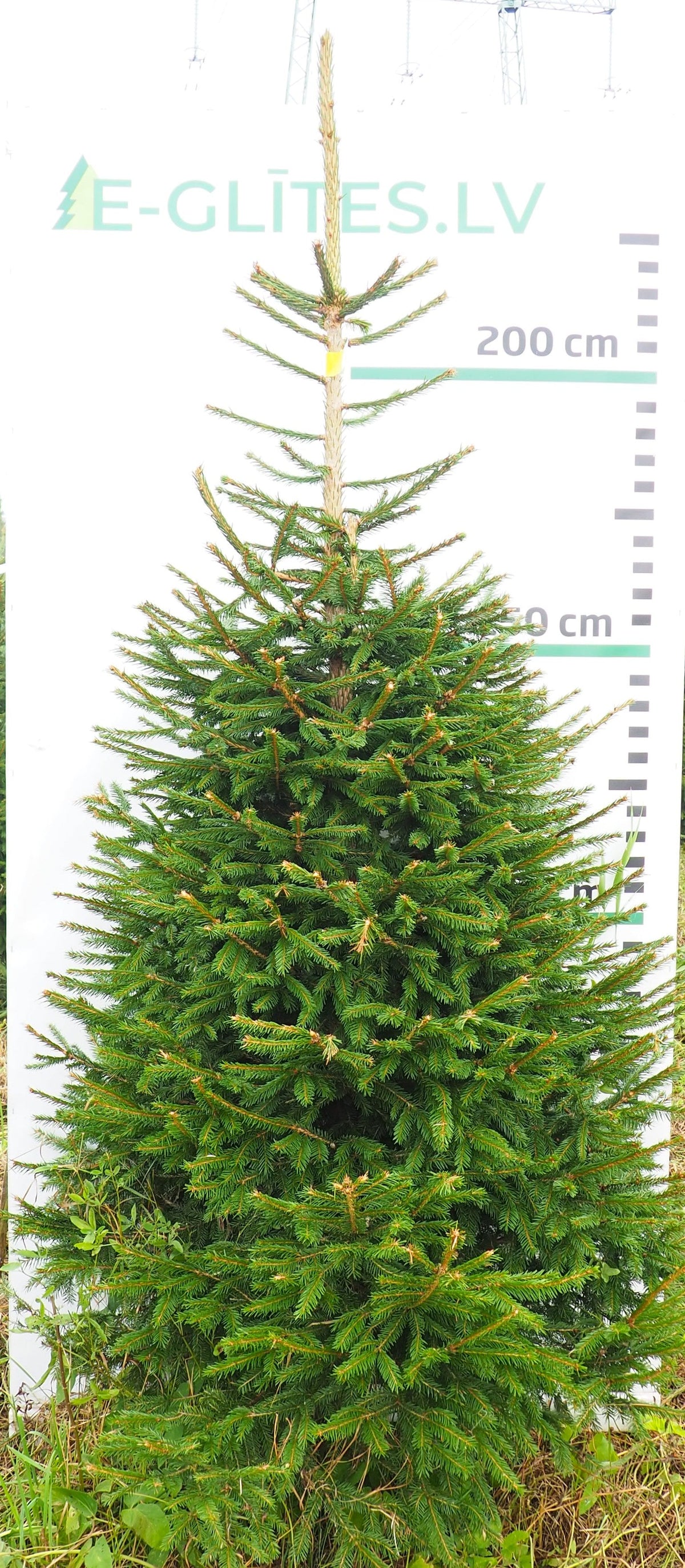 Egle 12L92
