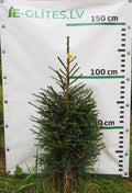 Egle 12T36, garums 1.25m