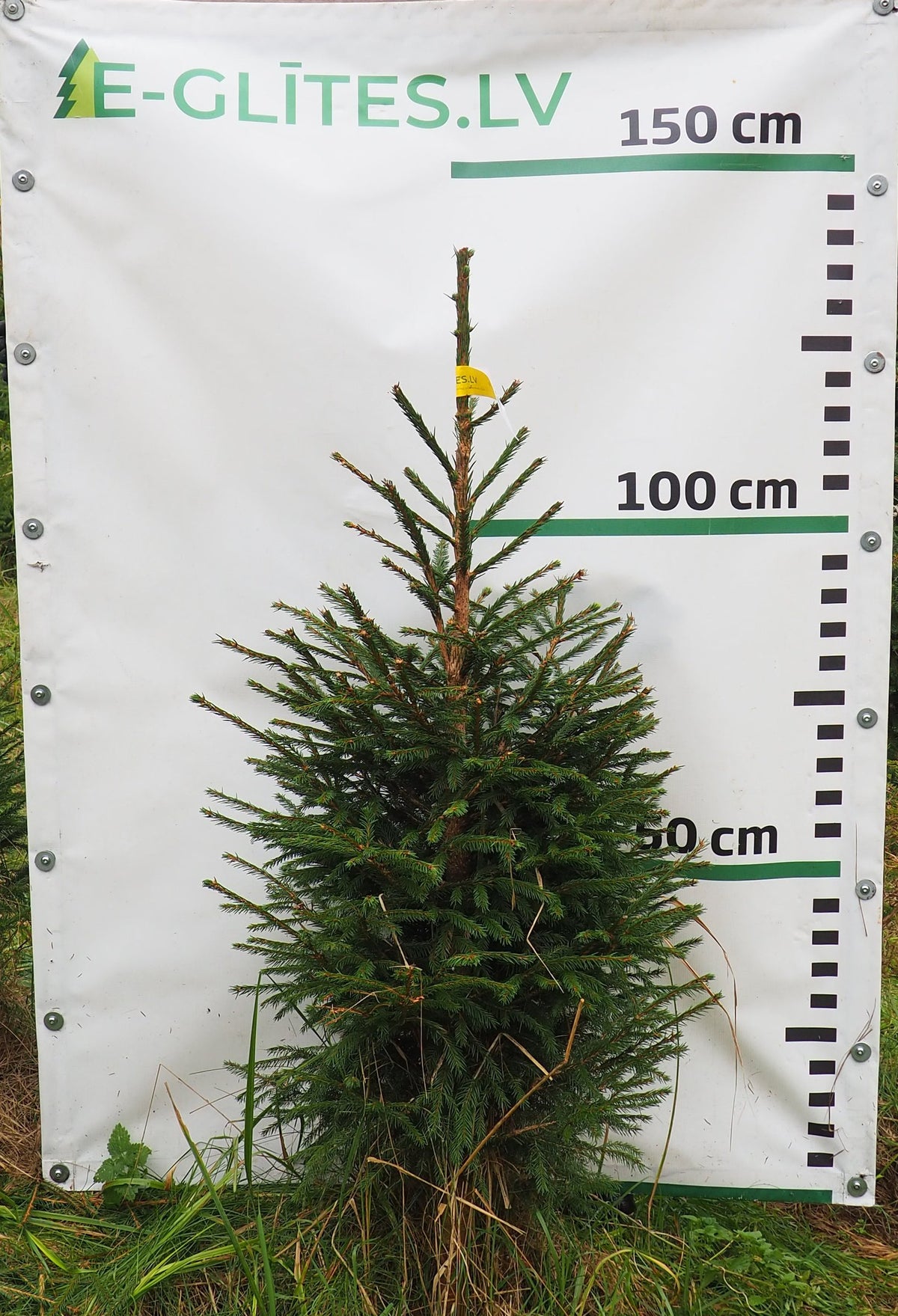 Egle 12T36, garums 1.25m
