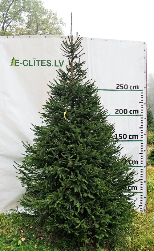 Egle 13B9, garums 3.50m