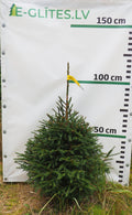 Egle 13H23, garums 1.00m
